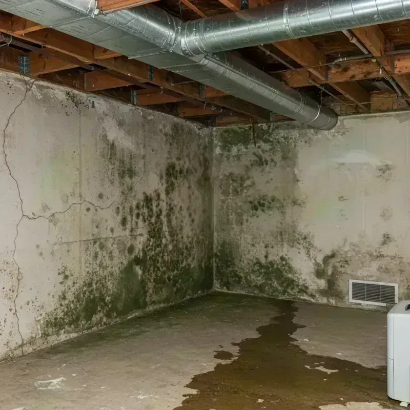 Professional Mold Removal in Jackson Center, OH